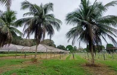 Imagem 10: Fazenda na pista Rodovia BR174, entre Km 60 e 63. 2.449ha com 3.900mts...