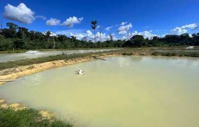 Imagem 4: Vendo sítio na estrada de novo airão, fica 130 km de Manaus