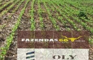 Imagem 2: OPORTUNIDADE Fazenda de 19 alqueires Piracanjuba - GO