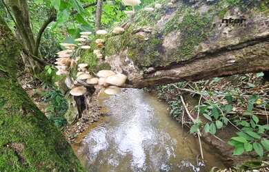 Imagem 13: Venda - Fazenda 24 hectares Brazlandia DF fazenda