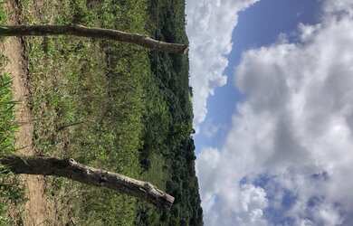 Imagem 5: VENDO FAZENDA 127 hectares