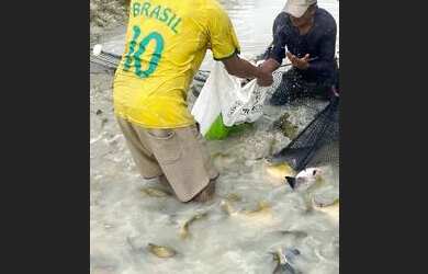 Imagem 6: Vendo sítio na estrada de novo airão, fica 130 km de Manaus
