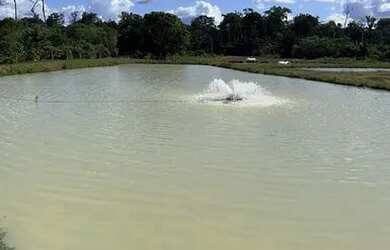 Imagem 3: Vendo sítio na estrada de novo airão, fica 130 km de Manaus