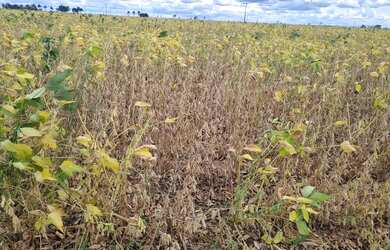 Imagem 12: Sitio 18 ectares valor 800.000