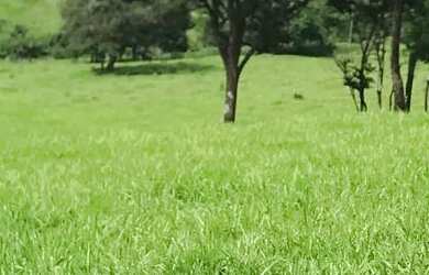 Imagem 10: Alugo Pasto Abadia de Goiás 3 Alqueire com água