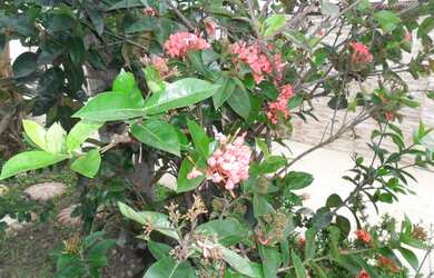 Imagem 14: Linda casa no Boqueirão