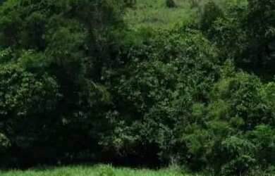 Imagem 10: Fazenda 53 Alqueires 20 km Niquelândia Goiás