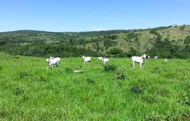 Imagem 4: Fazenda em Corumbaíba
