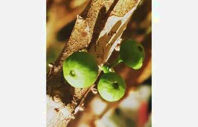 Imagem 14: Terreno à venda, 405 m² por R$ 729.000 - Jardins Barcelona - Uberlândia/MG