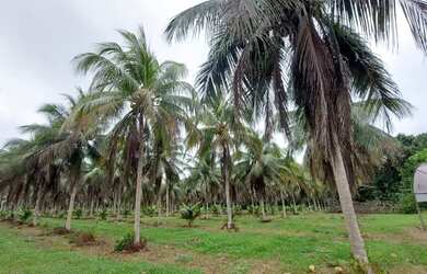 Imagem 8: Fazenda na pista Rodovia BR174, entre Km 60 e 63. 2.449ha com 3.900mts...
