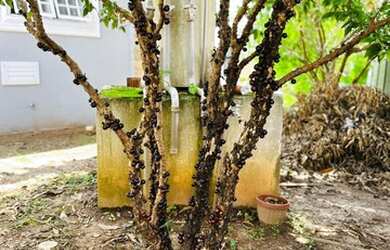 Imagem 7: Chácara á venda condomínio Terras de Itaici - Indaiatuba SP