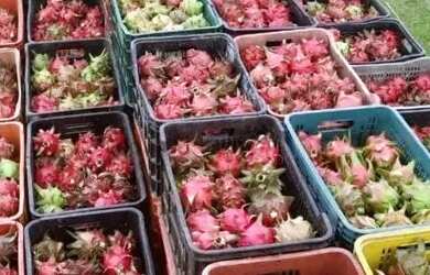 Imagem: A fazenda possui 24999000m² de Área e Imóvel novo e está