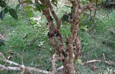 Imagem 7: Casa com 4 dormitórios à venda, 375 m² por R$ 950.000,00 - Village...