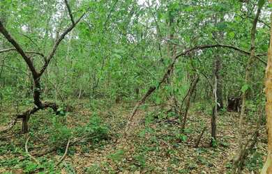 Imagem 11: Fazenda 2.750 hectares valor 8.250.000