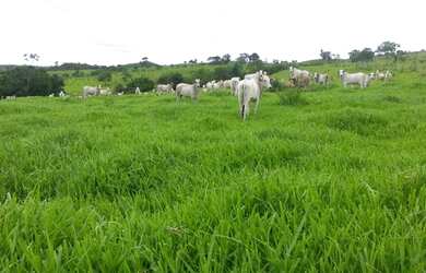 Imagem 8: Fazenda em Corumbaíba. Imóvel novo