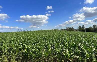 Imagem 1: Fazenda com 40 alqueires para agricultura Nogueira Imóveis Rurais