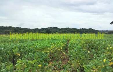 Imagem 11: Fazenda 20,0 alqueires em soja, ribeirão, Monte Alegre de Minas MG