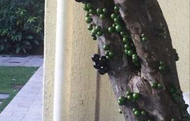 Imagem 9: Casa 04 Dorm. em Alphaville - Santana de Parnaíba