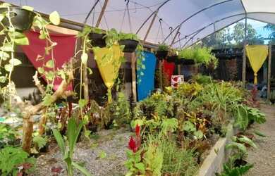 Imagem 10: Oportunidade para investimento Maravilhoso horto em Jaconé, Maricá