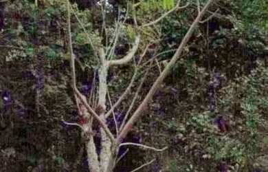 Imagem 5: Área de terra em Gramado