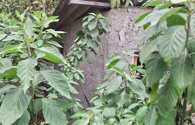 Imagem 4: ótimo lote de terreno. 250m² de Área