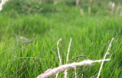 Imagem: O terreno possui 1000m² de Área e está localizado em Alpes