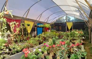 Imagem 13: Oportunidade para investimento Maravilhoso horto em Jaconé, Maricá