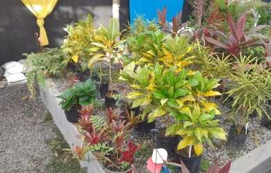 Imagem 11: Oportunidade para investimento Maravilhoso horto em Jaconé, Maricá