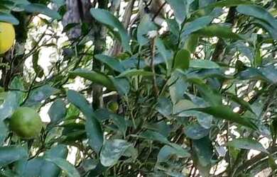 Imagem 7: Linda chacara com ribeirao casa pitoresca apenas 123 mil.reais