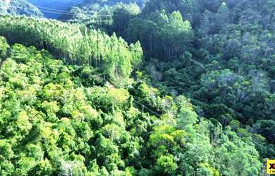 Imagem 9: Sítio / Chácara para Venda em Nova Petrópolis, São Jacó