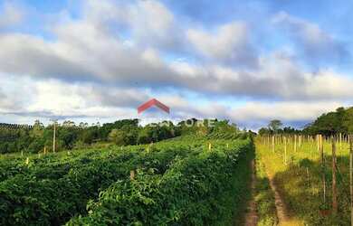 Imagem 7: Sítio em Centro - Centro - São Miguel Arcanjo/SP