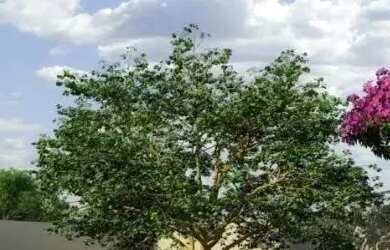 Imagem 12: Casa de condomínio para venda possui 148 metros quadrados com 3 quartos