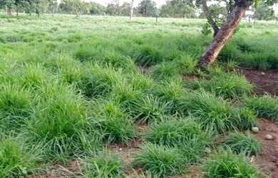 Imagem: A fazenda possui 333m² de Área e está localizado em Porto