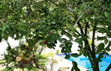 Imagem 5: Casa duplex com piscina e churrasqueira em Ponta da Fruta