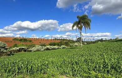 Imagem 10: Fazenda com 40 alqueires para agricultura Nogueira Imóveis Rurais