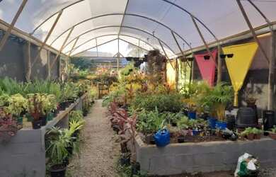 Imagem 2: Oportunidade para investimento Maravilhoso horto em Jaconé, Maricá