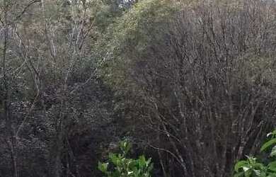 Imagem 3: Sítio / Chácara para Venda em Nova Petrópolis, Linha Imperial