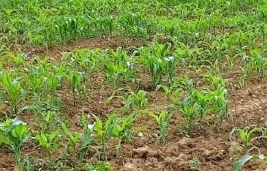 Imagem 7: Sítio localizado no Municípo Sítio do Quinto/BA