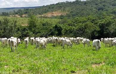Imagem: A fazenda possui 8.930.000m² de Área e está localizado em