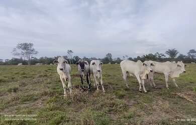 Imagem: A fazenda possui 405m² de Área e está localizado em Centro