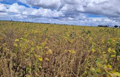 Imagem 13: Sitio 18 ectares valor 800.000