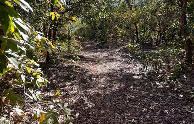Imagem 7: Fazenda arrendamento 700hec pra abrir em aliança do Tocantins TO