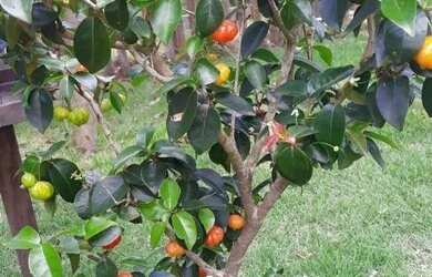 Imagem 15: Casa com 4 dormitórios à venda, 375 m² por R$ 950.000,00 - Village...