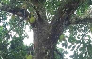 Imagem 14: Linda Fazenda em Ipiaú Bahia