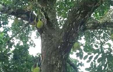 Imagem 11: Linda Fazenda em Ipiaú Bahia