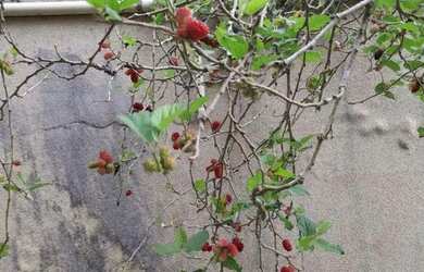 Imagem 11: Casa com 4 dormitórios à venda, 375 m² por R$ 950.000,00 - Village...