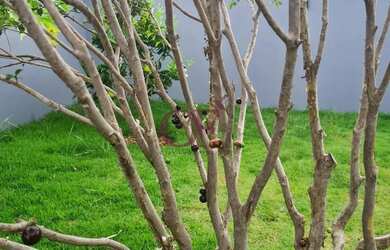 Imagem 9: Casa à venda no bairro Residencial Terras Da Alvorada em Itupeva/SP
