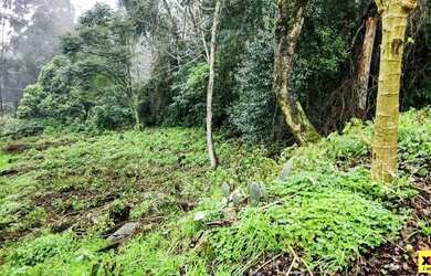 Imagem 2: Terreno para Venda em Nova Petrópolis, Centro