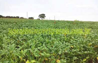 Imagem 10: Fazenda 20,0 alqueires em soja, ribeirão, Monte Alegre de Minas MG