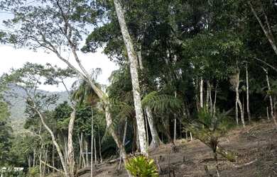 Imagem 4: Vendo terreno. 1.500m² de Área